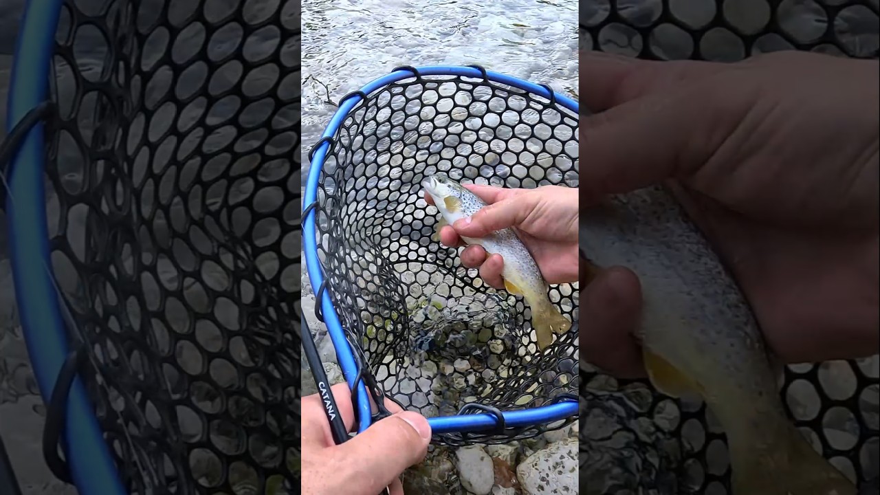 Ψάρεμα Πέστροφας σε ποτάμι #onlytroutfishing #ψάρεμαπέστροφασ
