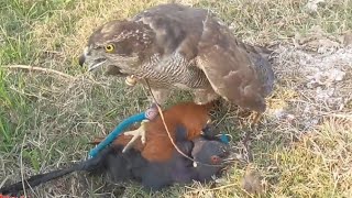 outstanding hunting with goshawks and shikra | fantastic hunting video | Wildlife Today