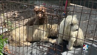Nearly 200 dogs removed from Putnam County residence; Animal Control asks rescues to help with a...