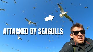 THE SEAGULLS WILL TRY AND KILL YOU - STEEP HOLM ISLAND 2023