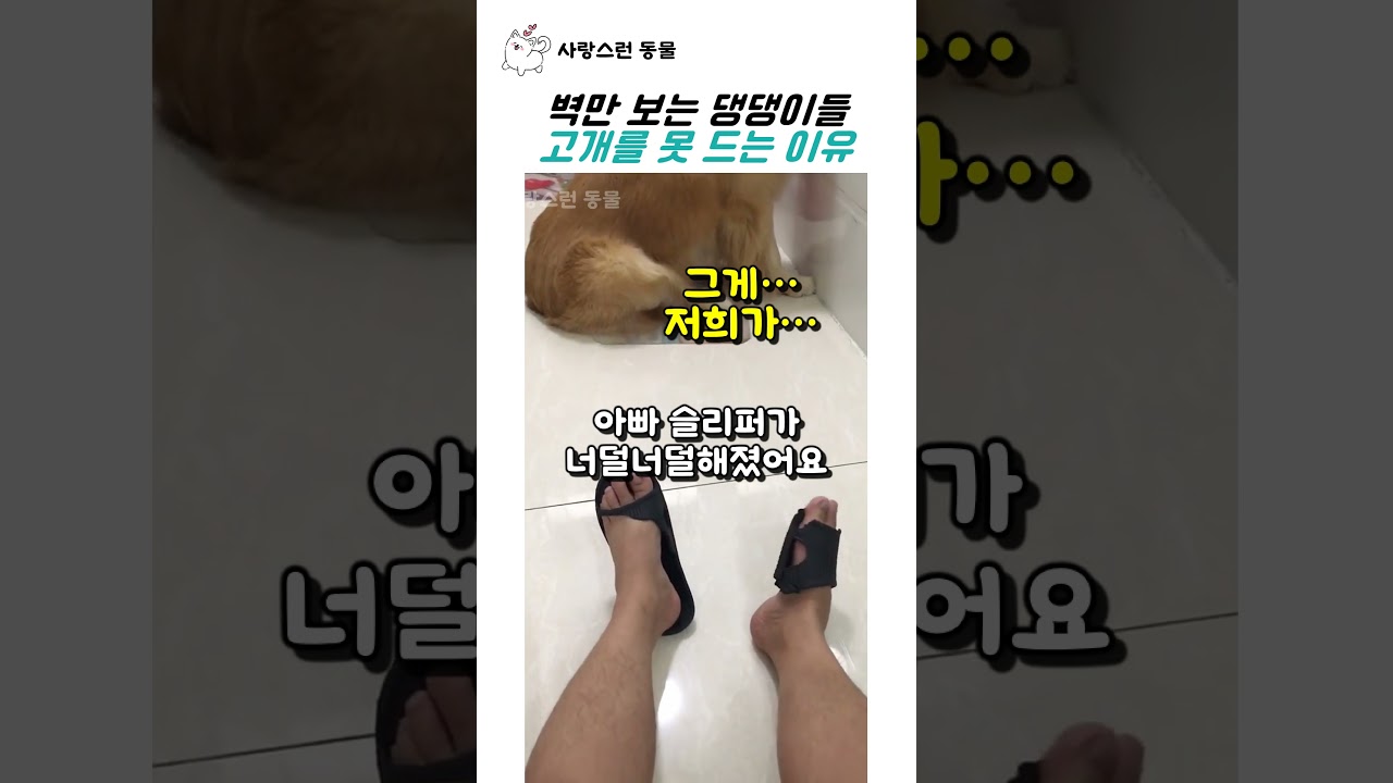 벽만 보는 댕댕이들 고개를 못 드는 이유