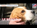 Le beagle  chassonscom x centrale canine