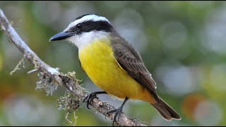 Bem-te-vi - Uma hora de canto