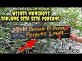 Tanjung Seta Seta Mangrove Nature Tourism, North Luwu