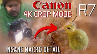 Canon R7 Extreme Macro Tutorial - ULTRA HD CROP MODE is AMAZING! [ Capturing Springtails ]