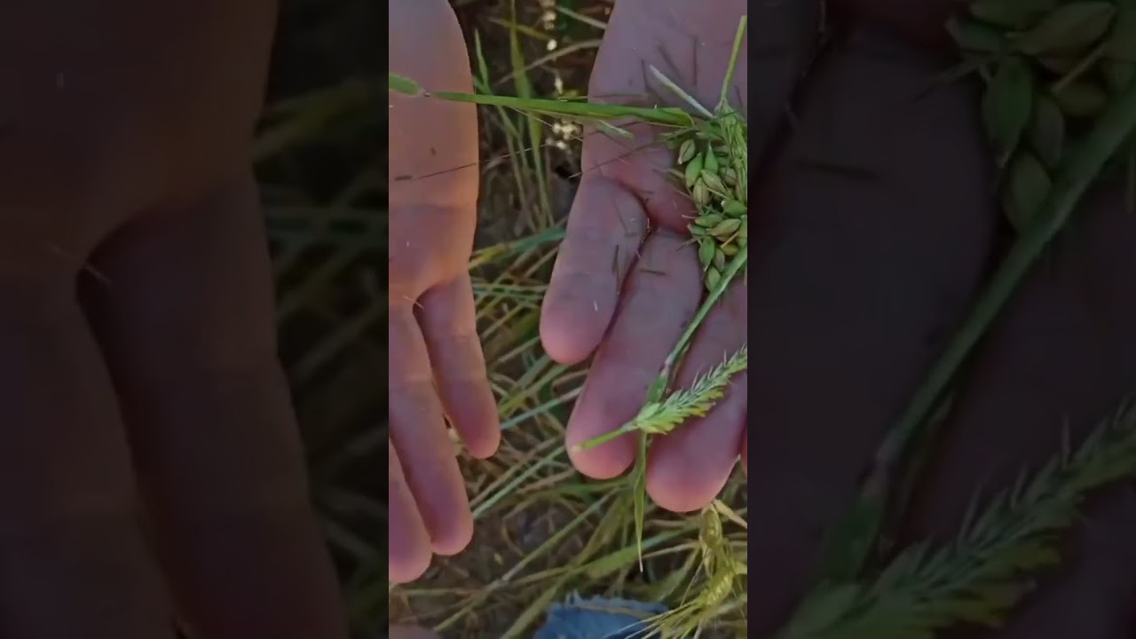 🔥 Viral Title:"The Harsh Reality of Farming! 🚜💪 Hard Work Behind Every Harvest! 🌾 Must Watch!