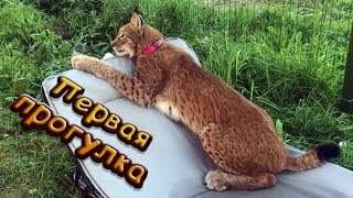 ПЕРВАЯ ПРОГУЛКА С РЫСЬЮ ХАННОЙ | Попытка подружиться с пумой