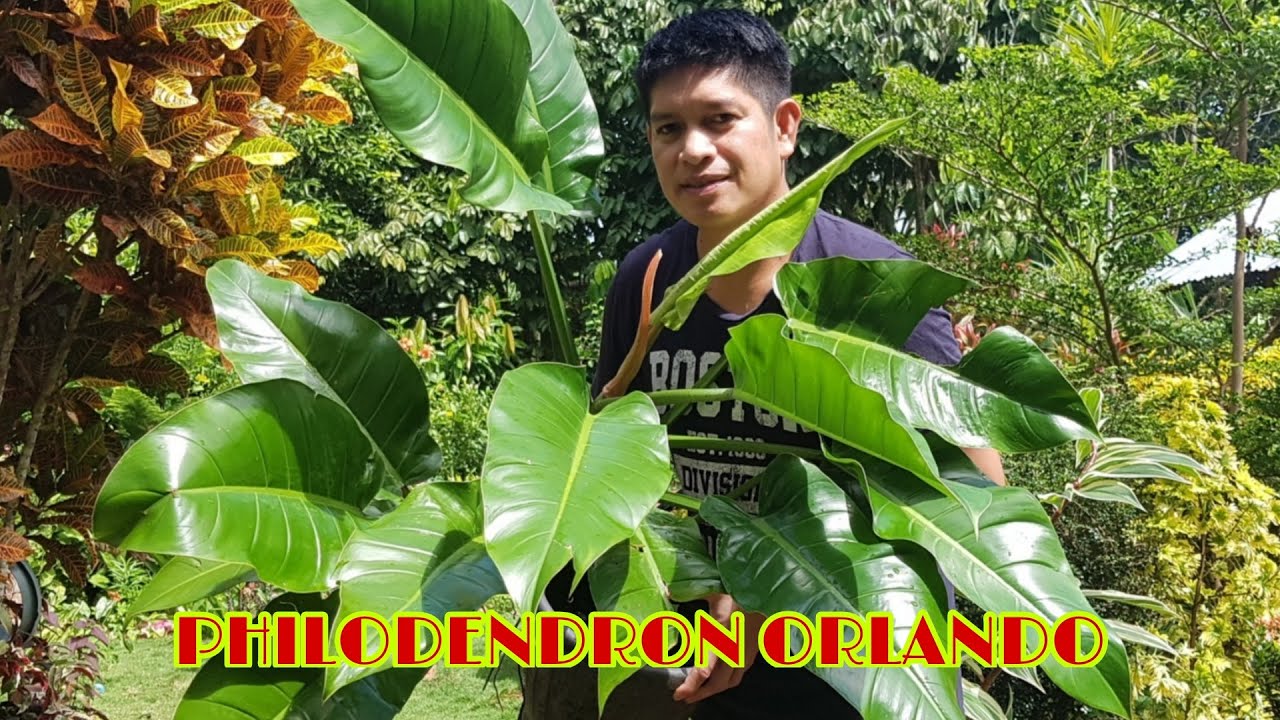 garden pothos Buy Pothos Neon Houseplant Online