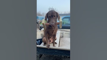 Force fetch work! #dogtraining