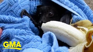 Adorable bat chomps on banana after being rescued l GMA