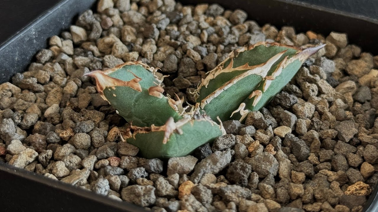 goodtaniku】アガベ 激熱小籠包産巨歯鯊 カキコ 発根済 goodtaniku