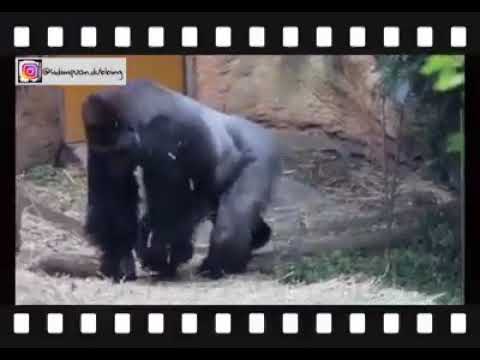 Video: Dijumpai Monyet Bercakap - Pandangan Alternatif