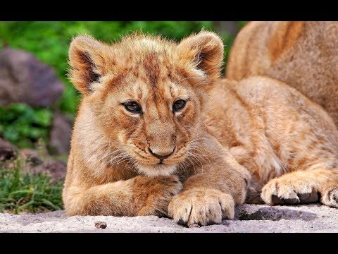 Video: Fatti divertenti sui cuccioli di animali da safari in Africa