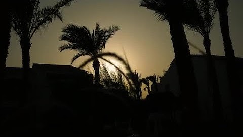 Palm Trees Silhouette Stock Video