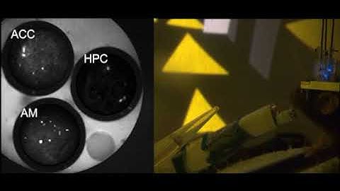 Mice play virtual reality games to reveal how memories are selected for long-term storage