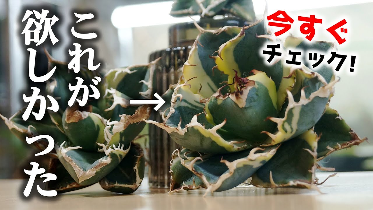 3000円の苗も…！手が届きやすくなった「変態植物」がこちら♪【アガベ・チタノタ】