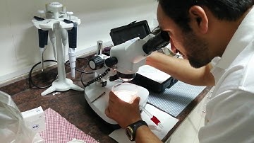 EQUINE EMBRYO COLLECTION AND TRANSFER....