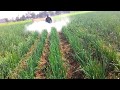 HIGH pressure pump, Agriculture Sprayer | ONION PRODUCTION