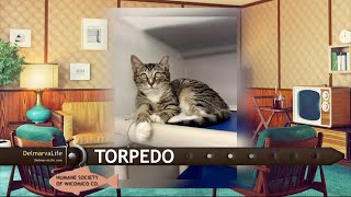 Pet Connect - May 24, 2024