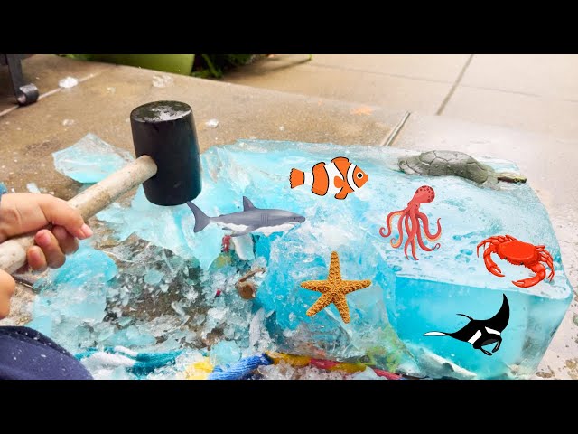 Ice Sea Creatures Rescue! Frozen Animals Escape | Learn Animal Names class=