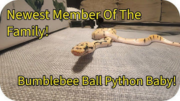 Bumblebee Ball Python, The Cutest Snake You’ll Ever See!