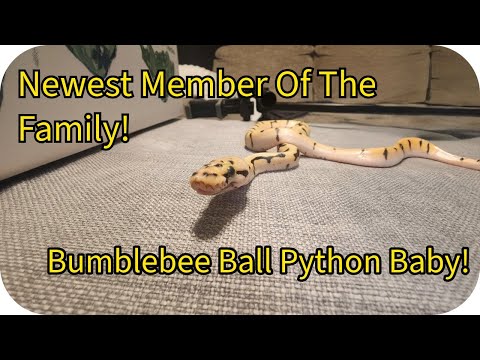 Bumblebee Ball Python, The Cutest Snake You’ll Ever See!