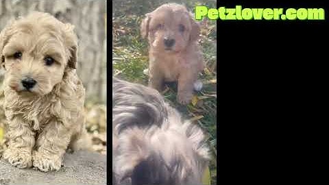 Hey here - Apricot, Onyx, and Cowboy — adorable Schnoodle puppies