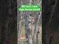 BIG Buck Beds Right Beside Blind Full Hunt Here Https Youtu Be QPdYkXMS6BU Si 9TvwmFxNgmE EcxA 