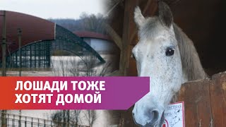 Конный клуб в Оренбурге просит помощи в борьбе с последствиями затопления