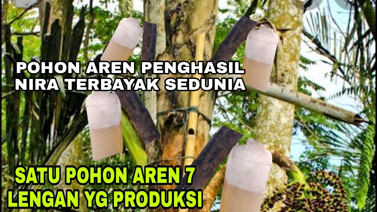 pohon aren penghasil air nira paling banyak