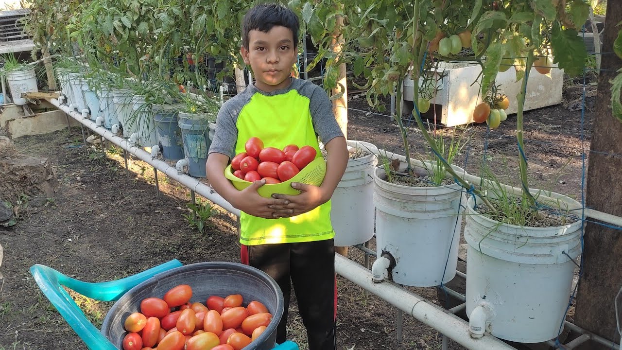 Se pueden comer los tomates con podredumbre apical