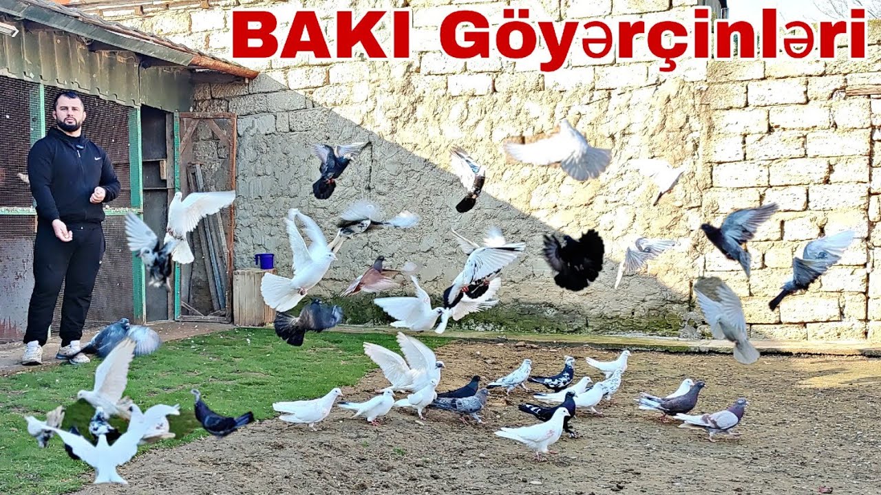 BAKI Göyərçinləri Eli Xəzər @EliXezer