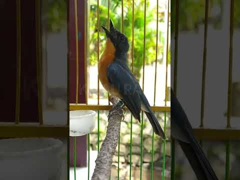 Tledekan Gunung Gacor Full Tembakan Ngeroll Panjang