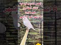 عمر الذي يغرد فيه الكناري و متى يصبح جاهز لتزاوج عمر الذي يغرد فيه الكناري و متى يصبح جاهز لتزاوج