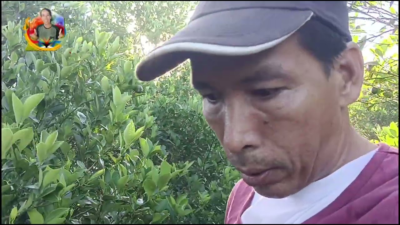 Walang hinto sa pamumulaklak ng calamansi 