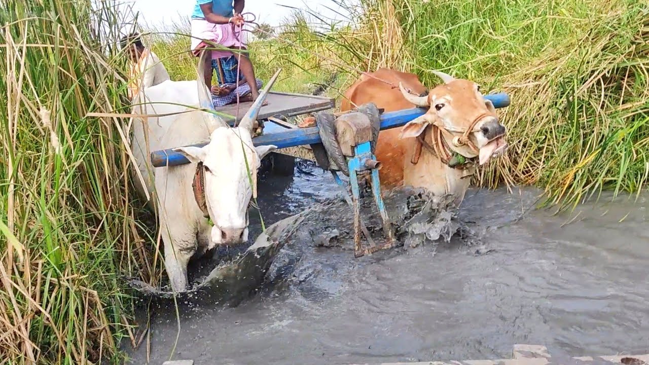 Indian farmer Ox videos// Indian Oxes and cow videos