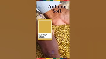 autumn yellows 💛  do you know yours? #pantone #autumnyellow #colouranalysis #colorimetria