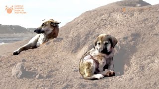 Whimpering Puppy Rescued From Garbage Dump And You Won't Believe What Happened To Him! by World Animal Awareness Society 8,784 views 2 months ago 34 minutes