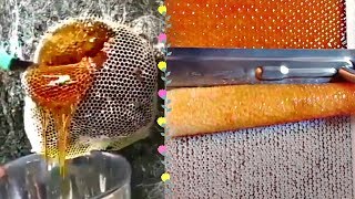 MOST AMAZING HONEYCOMB UNCAPPING/Oddly Satisfying ASMR