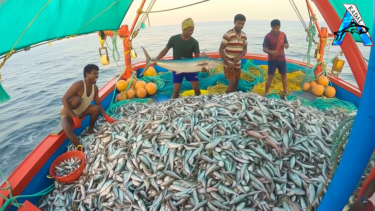 Fisherman Catching Big Fish | Amazing Fishing Technique | Hunting Fish | Kadal TV Fishing ​