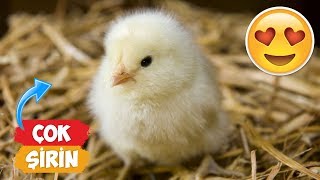 The Most Cute Chicks Videos Compilation! | [2018 Compilation] by Numan Gürsoy 2,015,725 views 5 years ago 10 minutes, 14 seconds