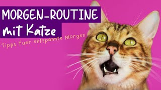 Morgen Routine mit Katze / so startest du perfek in den Tag / Katzed-Edition / Amely Rose & Catwalk