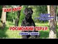 Російський чорний тер'єр(Собака Сталіна): Історія породи, опис, догляд та утримання..