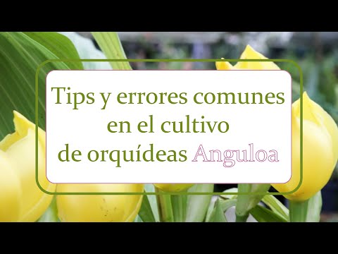 Video: Consejos para el cultivo de Anguloa Uniflora - Cuidado de las orquídeas bebés envueltas