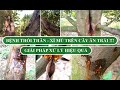 BỆNH THỐI THÂN, XÌ MỦ TRÊN CÂY ĂN TRÁI VÀ GIẢI PHÁP XỬ LÝ !!!| Cty Thủy Kim Sinh