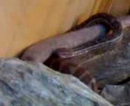 My western stimsons python shedding skin