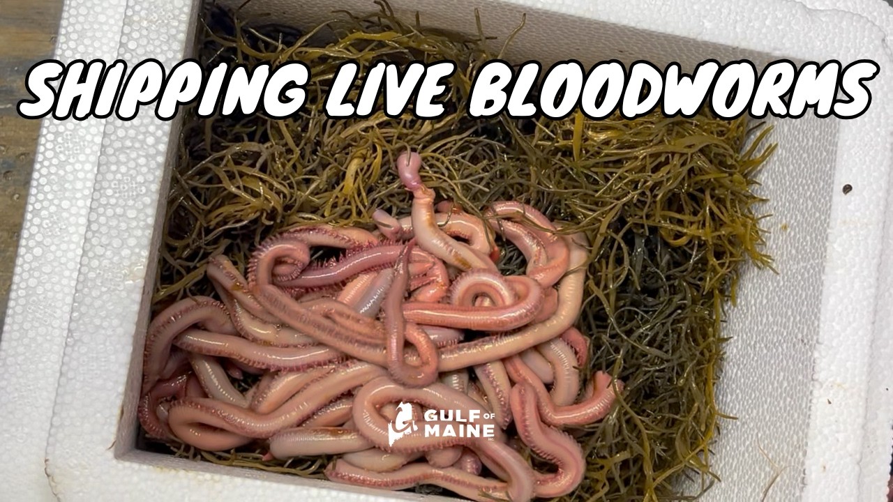 Bloodworms (Glycera spp.) | Premium Maine Jumbo Fishing Bait | Gulf Of Maine, Inc. Bloodworms (Glycera spp.) | Premium Maine Jumbo Fishing Bait | Gulf Of Maine, Inc.