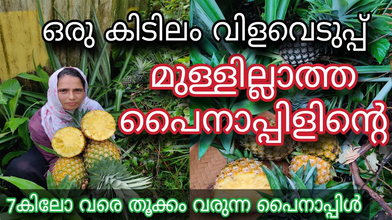 മുള്ളില്ലാത്ത പൈനാപ്പിളിന്റെ ഒരു കിടിലം വിളവെടുപ്പ് | Thornless Pineapple | Pineapple Farming | Kew