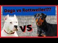 Dogo argentino vs Rottweiler