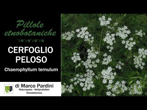 Video: Giardino Di Cerfoglio